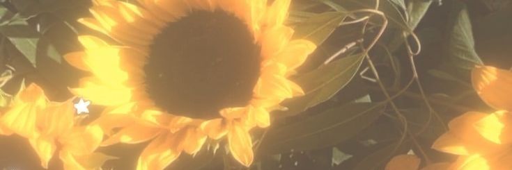 JanetTheTree's profile banner image