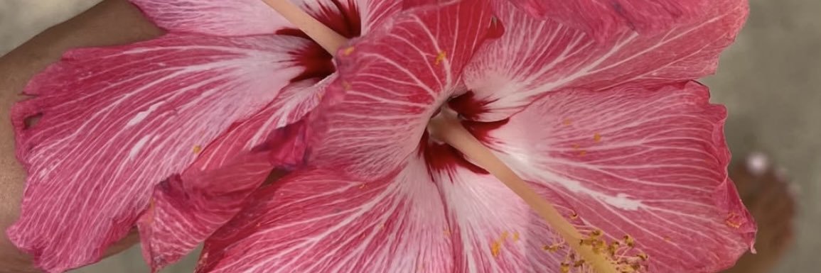 clararamirezcc's profile banner image