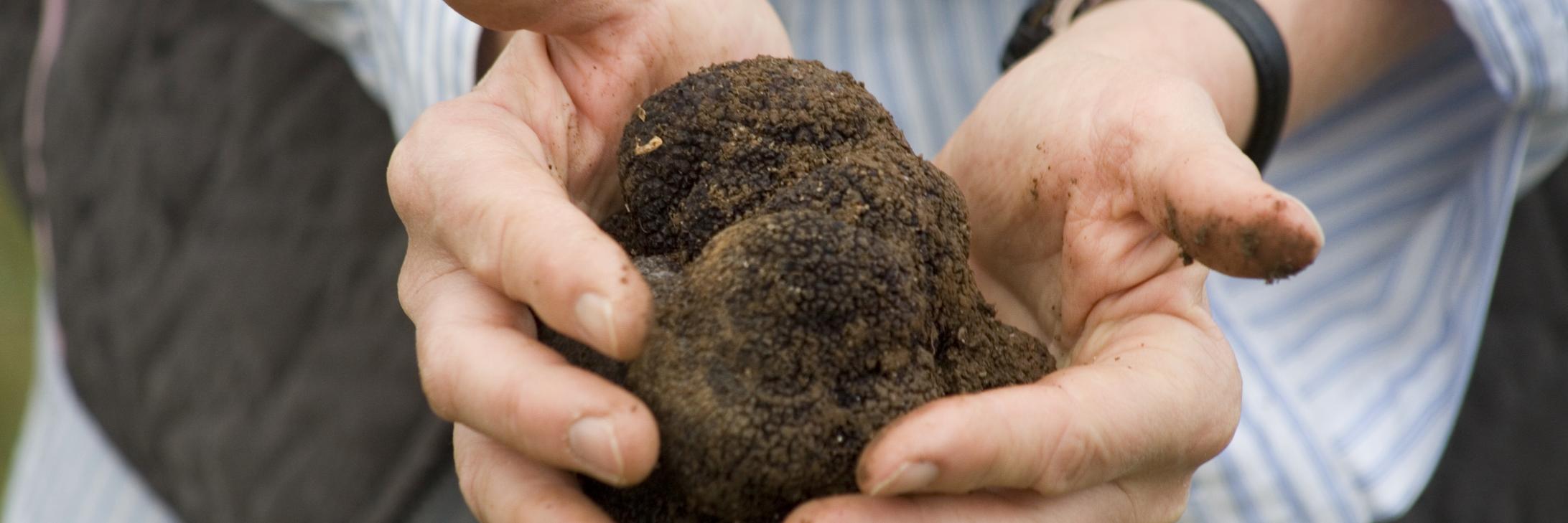 TruffleFest's profile banner image