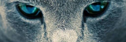 mmoddang1's profile banner image