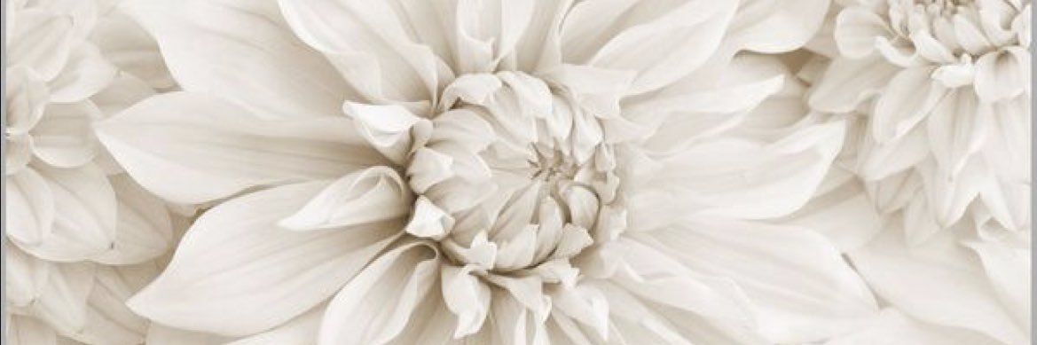 lisaclbn's profile banner image