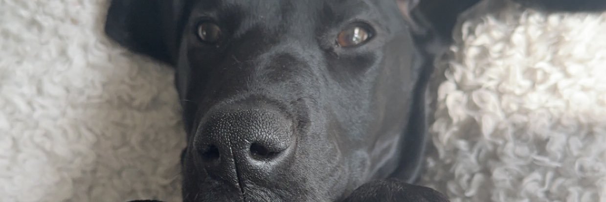franevet's profile banner image