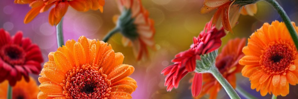 MEscobido's profile banner image