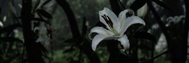 sh_rmn_'s profile banner image