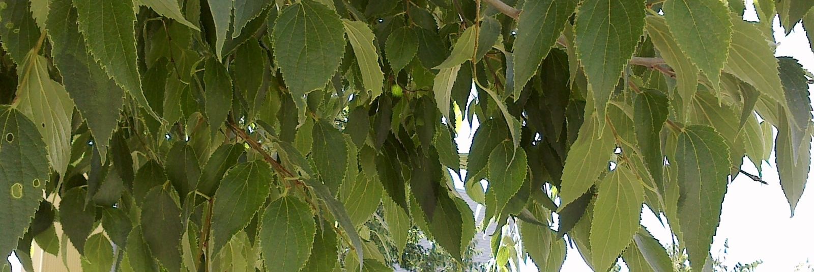 Escola Lledoner banner