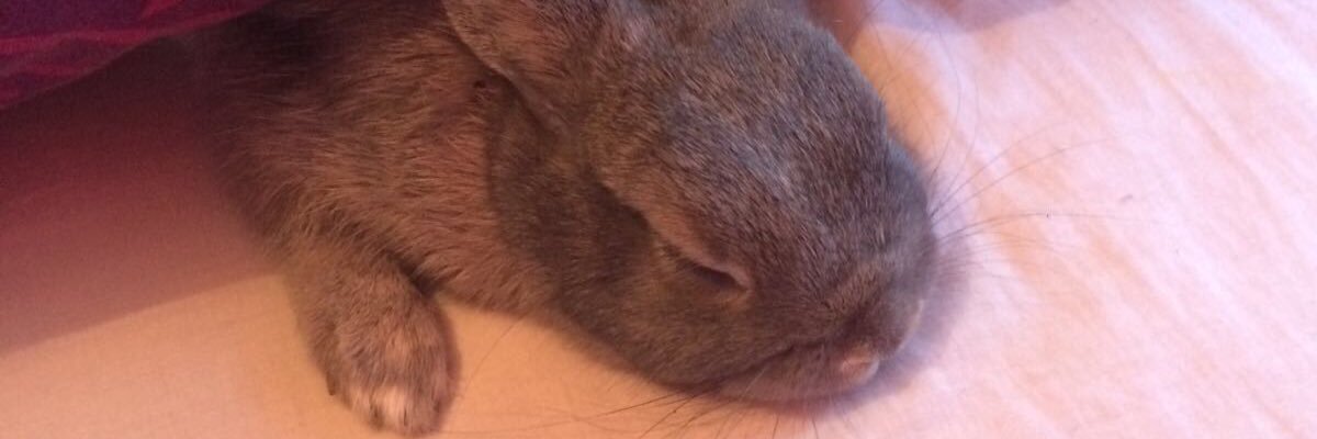 JoeBK's profile banner image