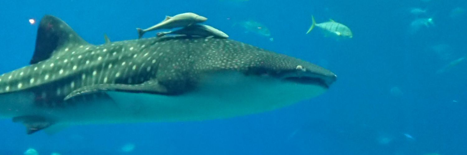 どこかのひと　🦎 banner