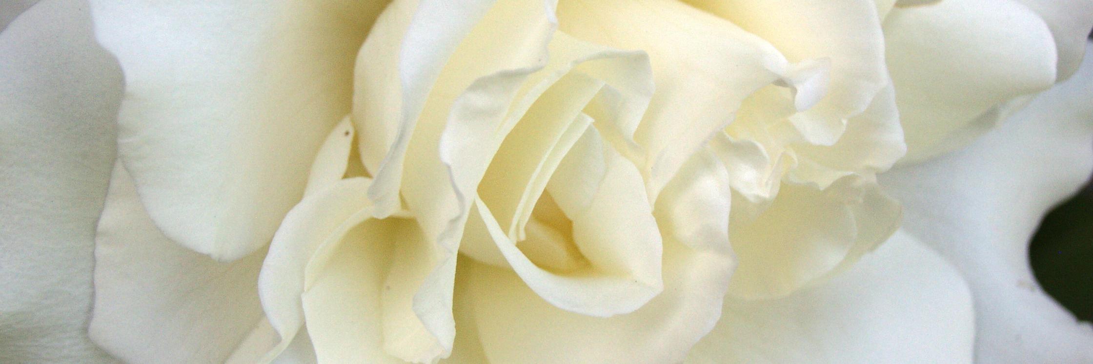 Capital City (DC) Links banner