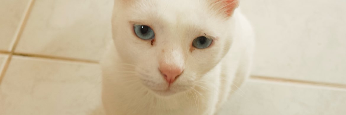 dxdinha_'s profile banner image