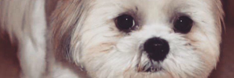 SydThomp_'s profile banner image