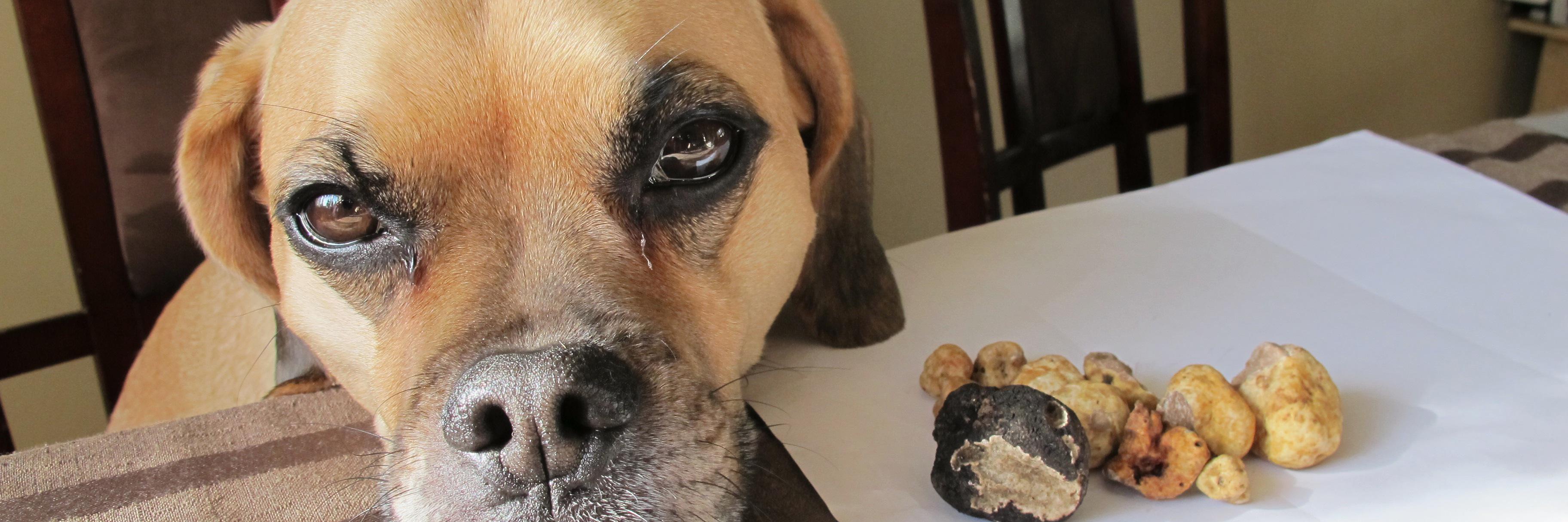 dextertruffles's profile banner image