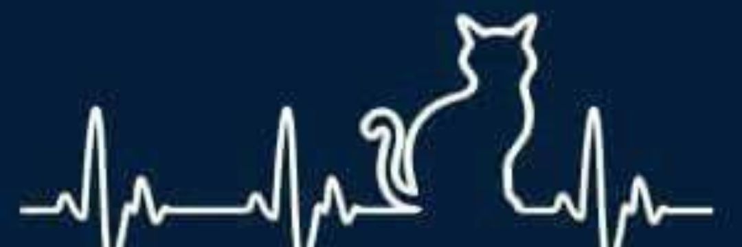 leeticia_camp's profile banner image