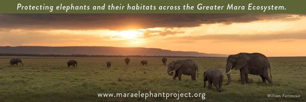 MaraElephant Profile Banner