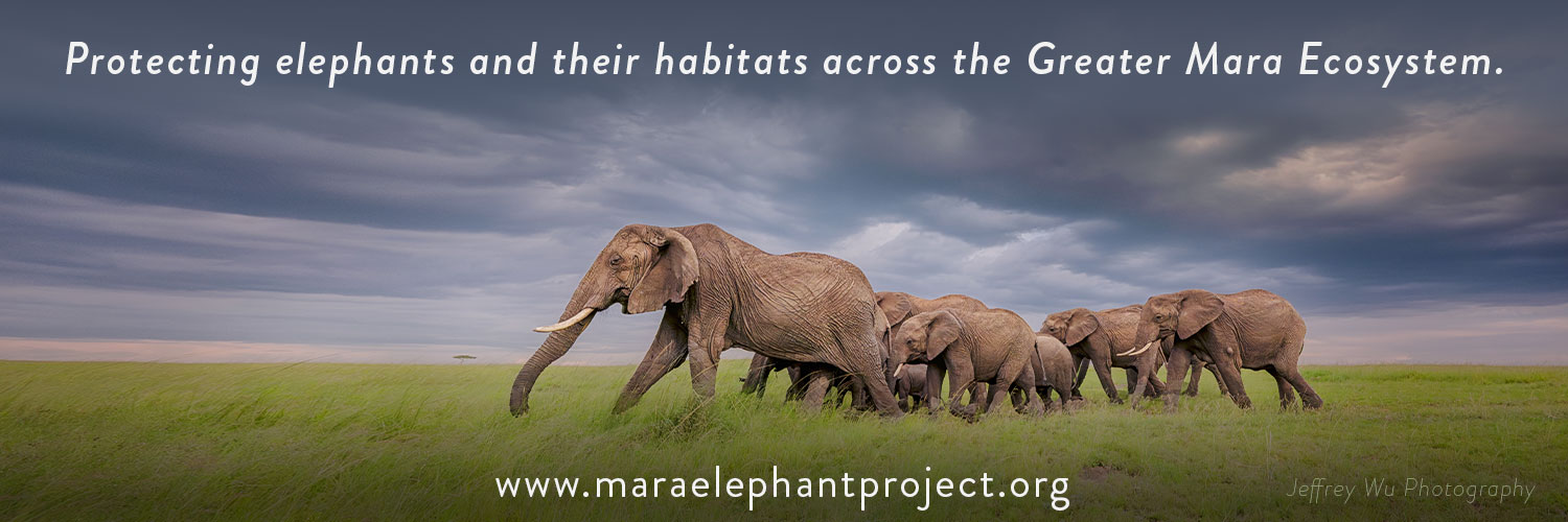 MaraElephant's profile banner image