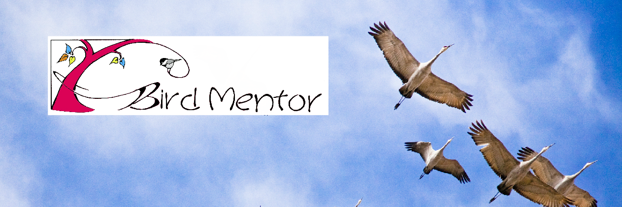 BirdMentor's profile banner image