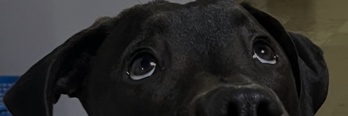Ferxxxxa🕷️ banner