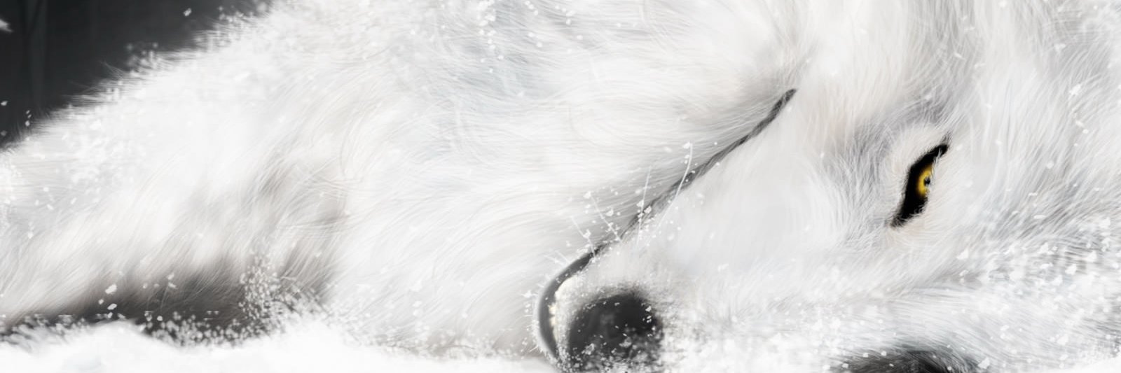 SevdaBulutKuru's profile banner image