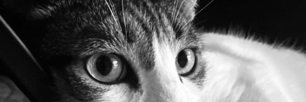 ileonaa's profile banner image