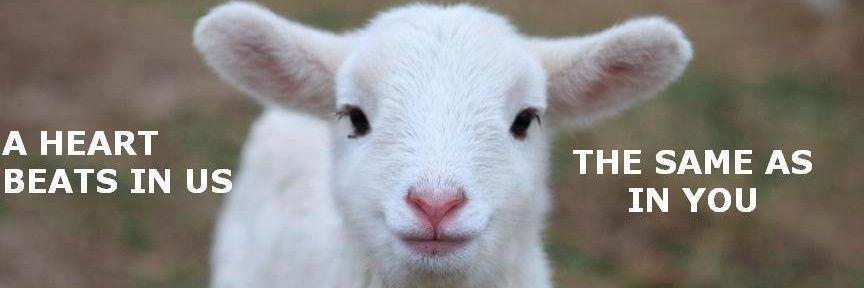 Vegtrino banner