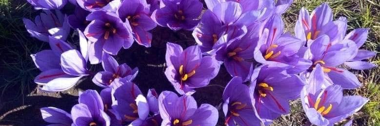 نسيم محمد علي Nassim mohamed ali banner