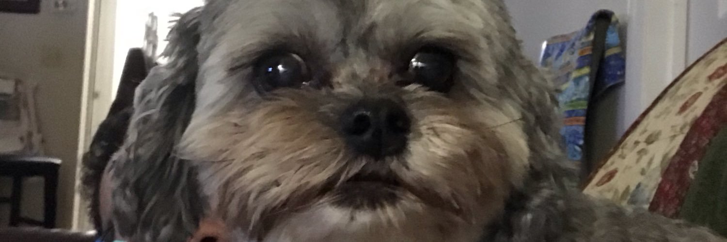 TheRealDanRossi's profile banner image