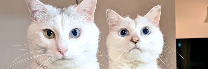 asmfmn0v0's profile banner image