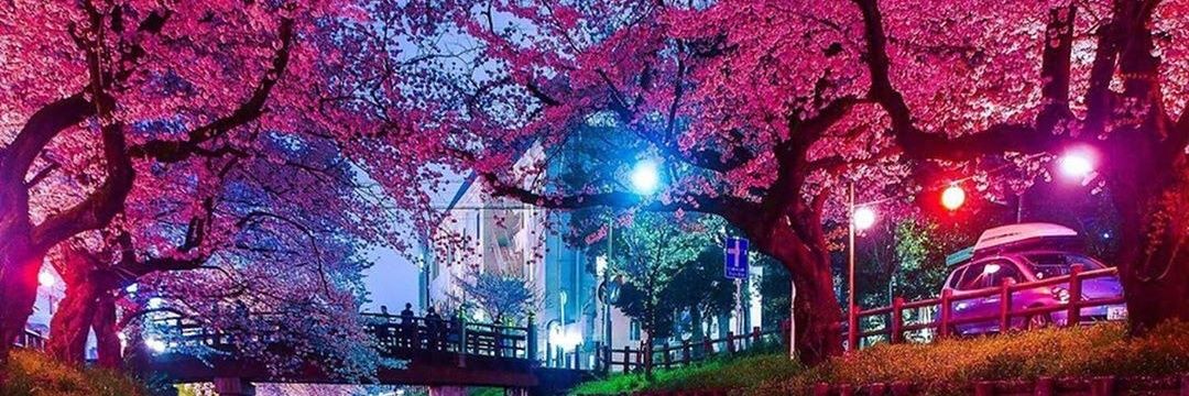 maria_chintya's profile banner image