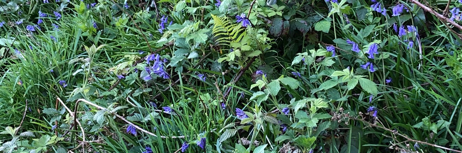 Shona Jennings banner