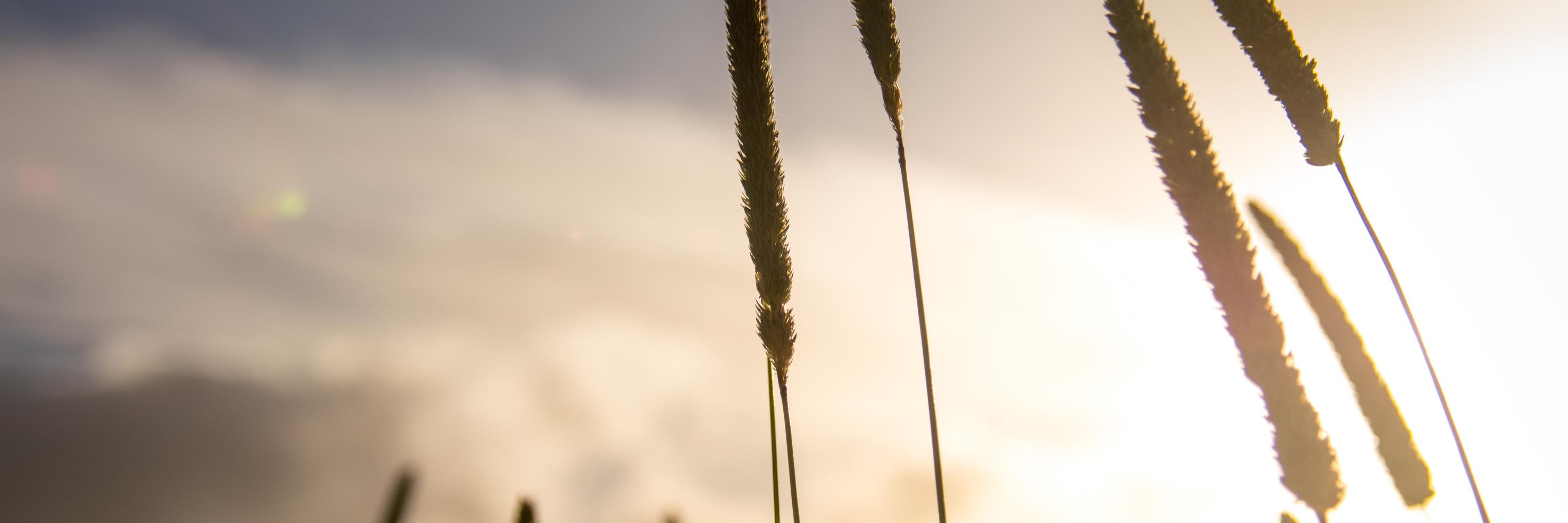 Charlotte Petris banner