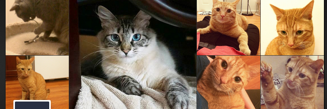 Foster The Cats banner