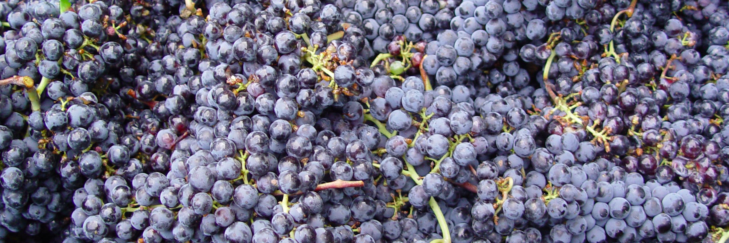 AlabamaWines's profile banner image