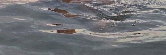『plɹoM s’ɐpɐN』 banner