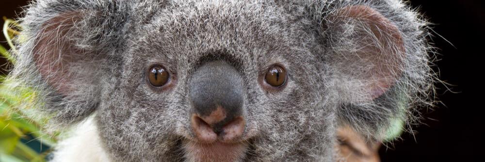 koalazone's profile banner image