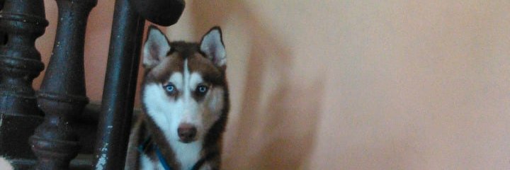ROLF_63's profile banner image