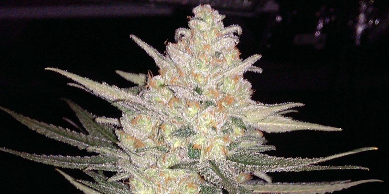 topcutfarms's profile banner image