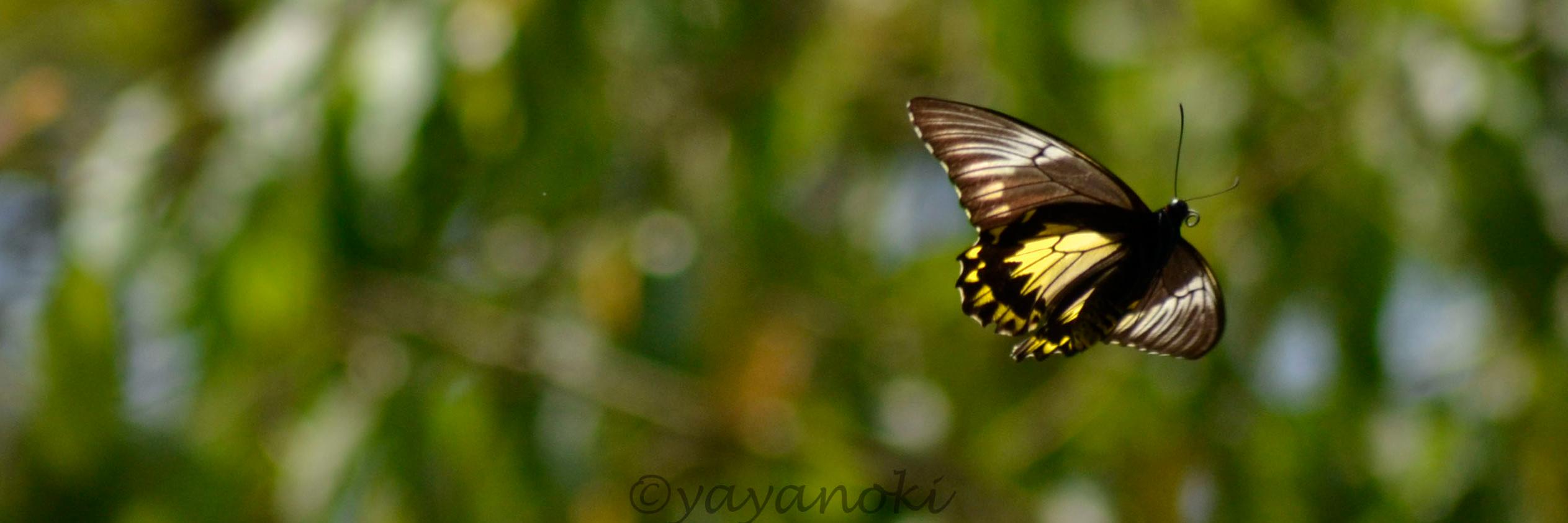 Yayan Oki Istyan banner