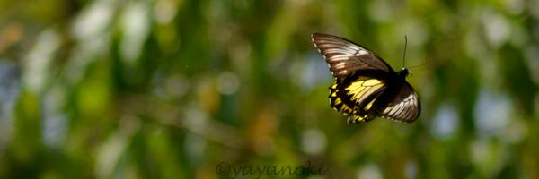 Istyanyan Profile Banner