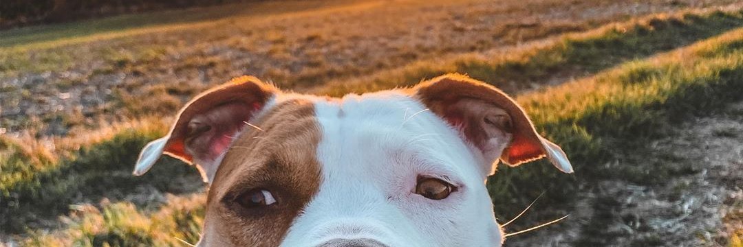 MarioZwinkle's profile banner image