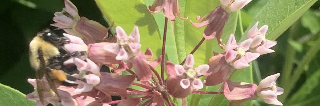 Monideva's profile banner image