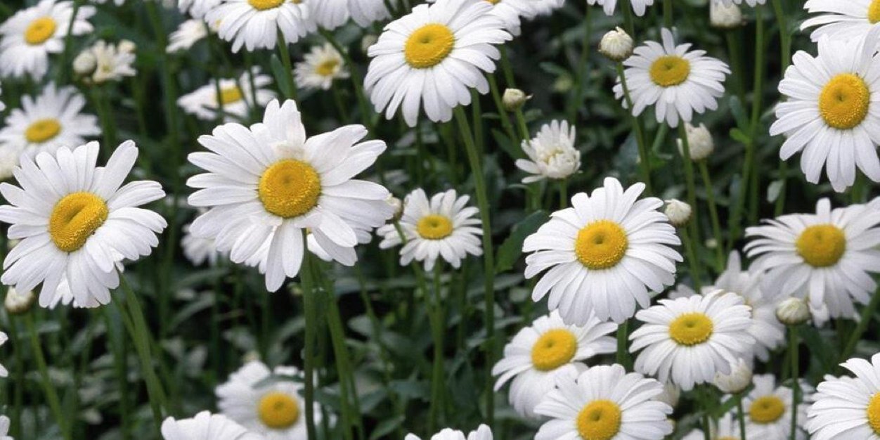 Angela Sanders banner