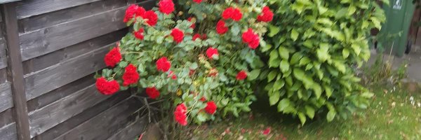 Esteltena Profile Banner