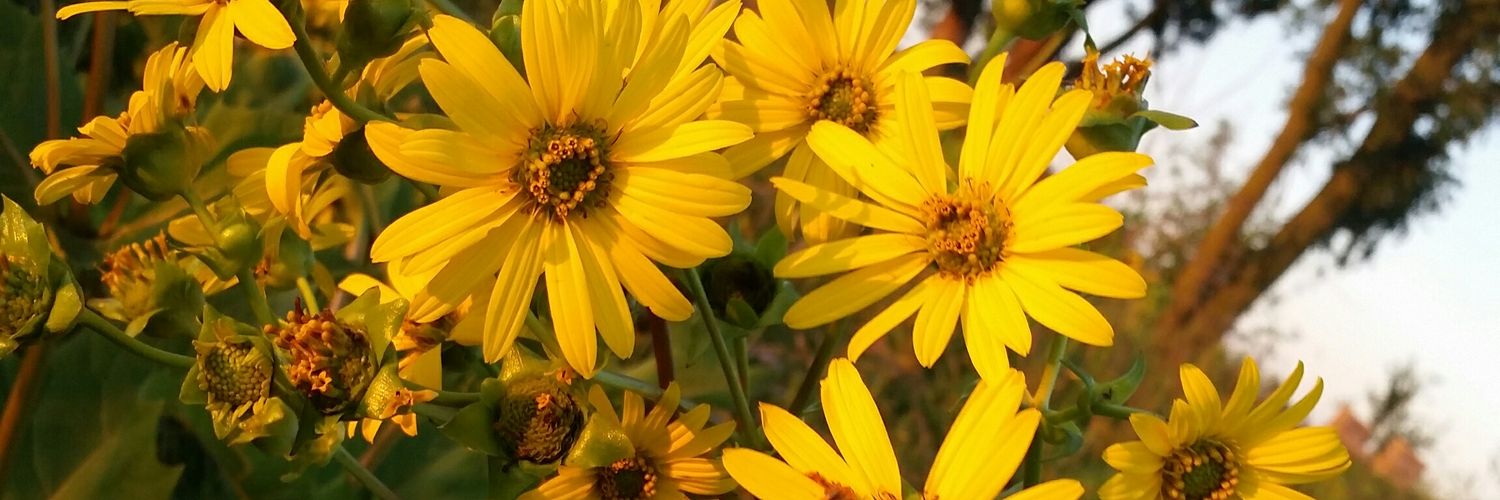 stinaamina's profile banner image