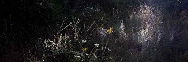 finaccia Profile Banner