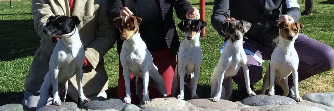 Terrier Chileno 🇨🇱 banner