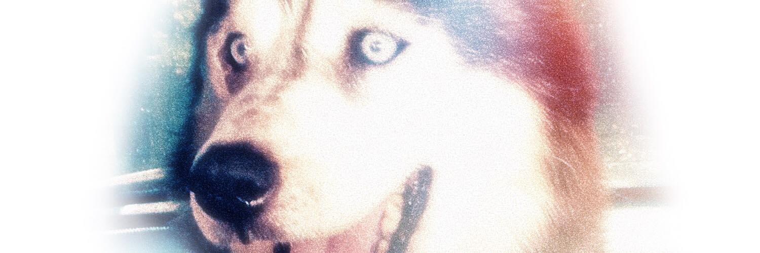 savingcarson's profile banner image