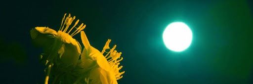 SONEN_JUMP's profile banner image