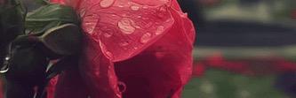 SoadRayan's profile banner image