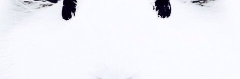 LeCatos banner
