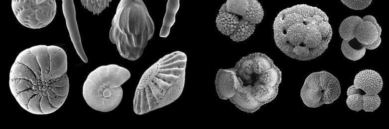 Carrie Lear (she/her) banner