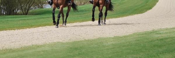 DayEquestrian Profile Banner